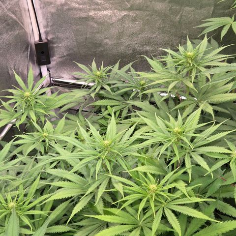Mexican growlog timeline photo