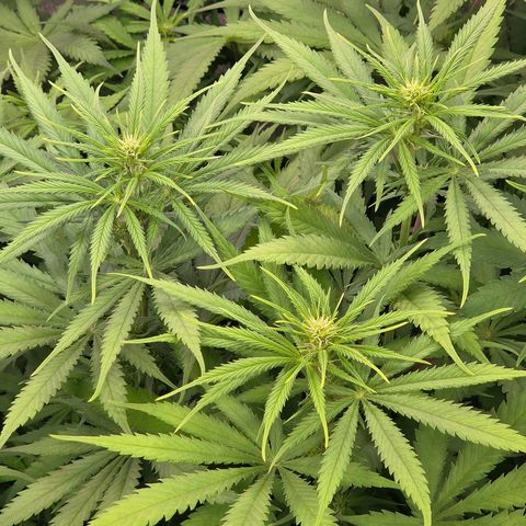 Mexican growlog timeline photo