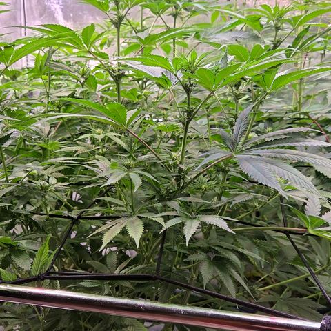 Diesel growlog timeline photo