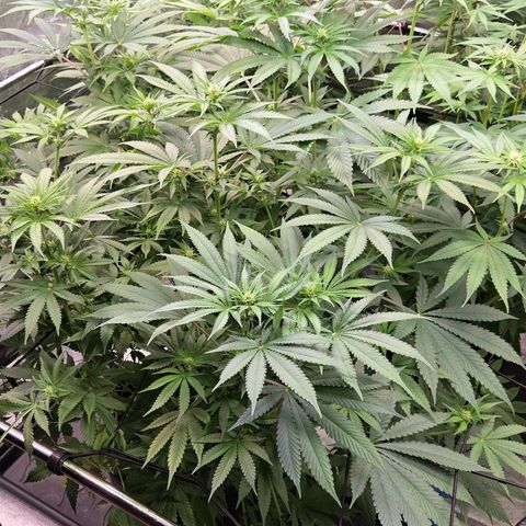 Diesel growlog timeline photo