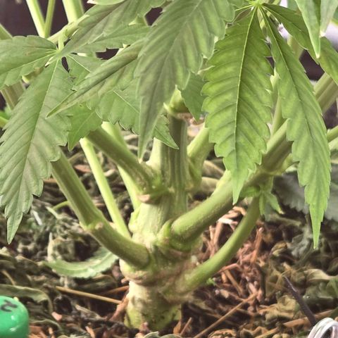 Diesel growlog timeline photo