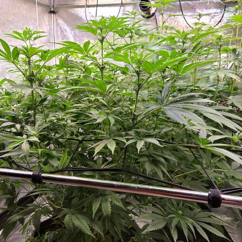 Diesel growlog timeline photo