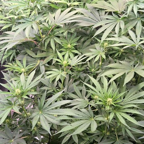 Diesel growlog timeline photo