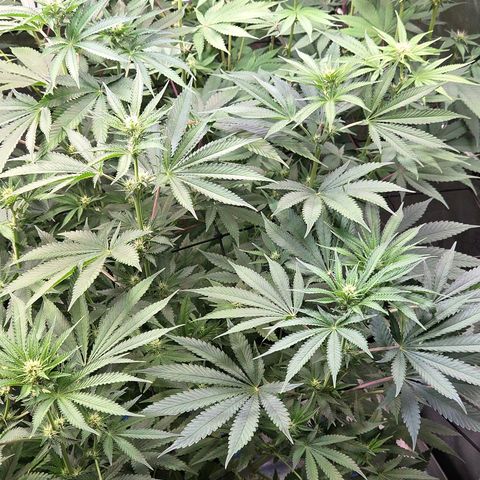 Diesel growlog timeline photo