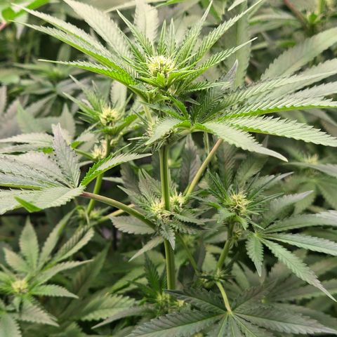Diesel growlog timeline photo