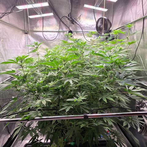 Diesel growlog photo: Blüte Tag 16