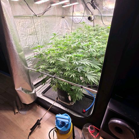 Diesel growlog timeline photo