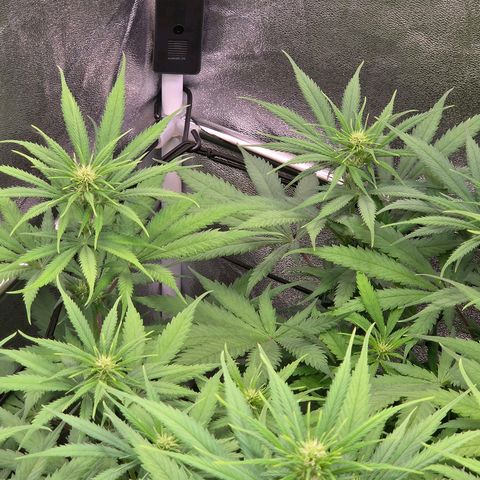 Mexican growlog photo: Blütetag 16