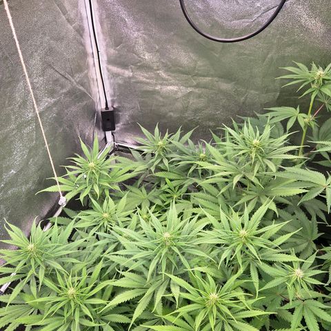 Mexican growlog photo: Blütetag 16