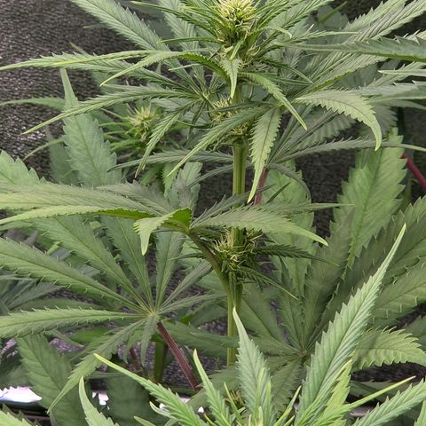 Mexican growlog photo: Blütetag 16