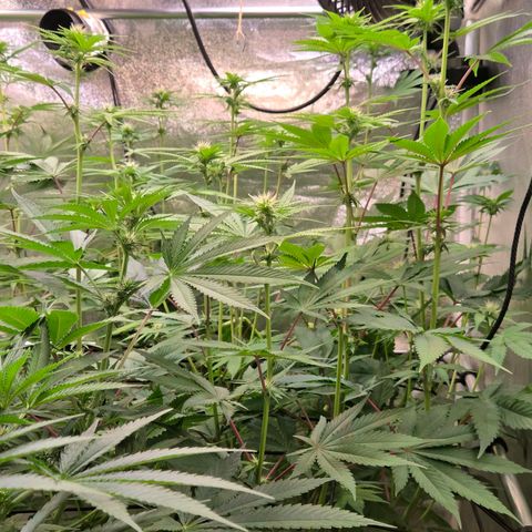 Kalini growlog timeline photo