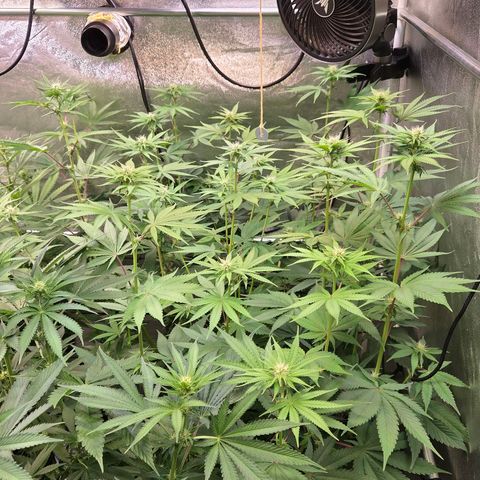 Kalini growlog timeline photo