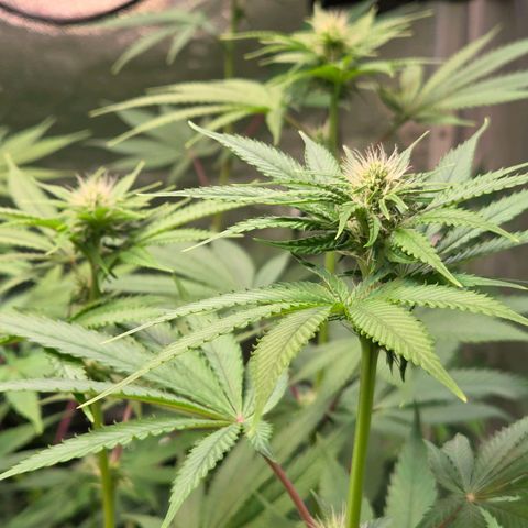Kalini growlog timeline photo