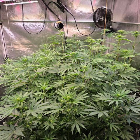 Kalini growlog photo: Blüte Tag 16