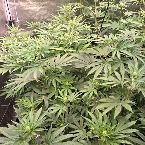 Kalini growlog photo: Blüte Tag 16