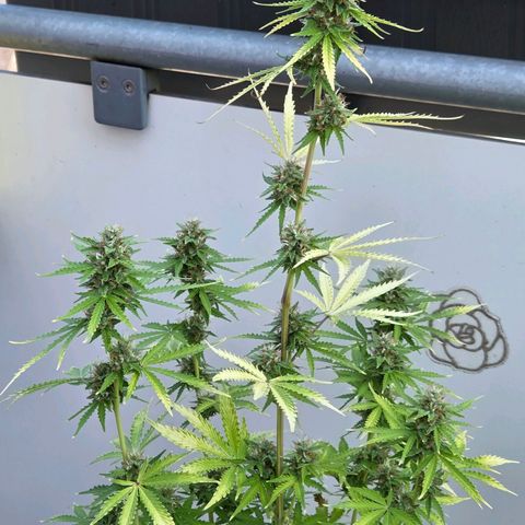 Torti growlog timeline photo