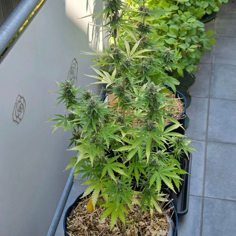 Torti growlog timeline photo