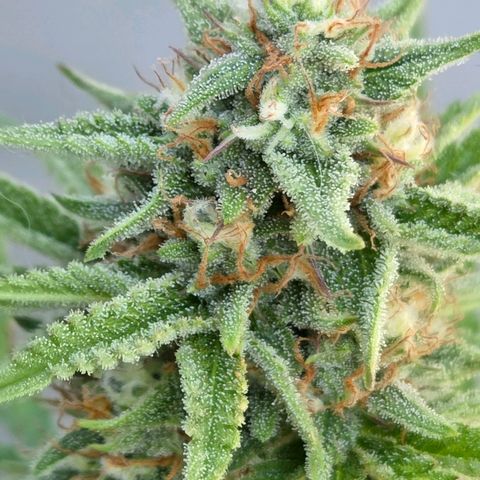Amnesia S growlog timeline photo