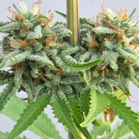 Amnesia S growlog timeline photo