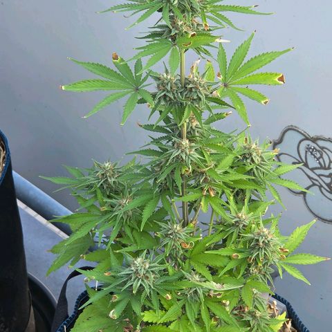 Amnesia S growlog timeline photo