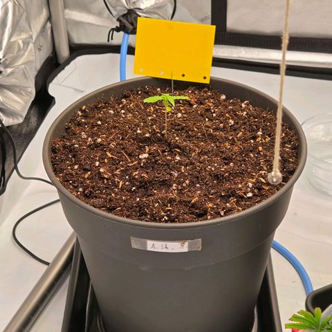 Skitti 1 growlog timeline photo