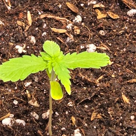 Skitti 1 growlog timeline photo