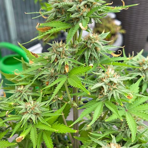 Amnesia S growlog timeline photo