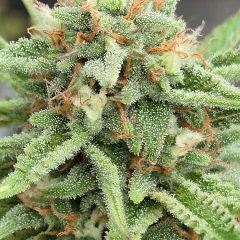 Amnesia S growlog timeline photo