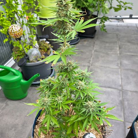 Amnesia S growlog timeline photo