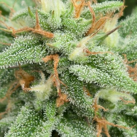 Amnesia S growlog timeline photo