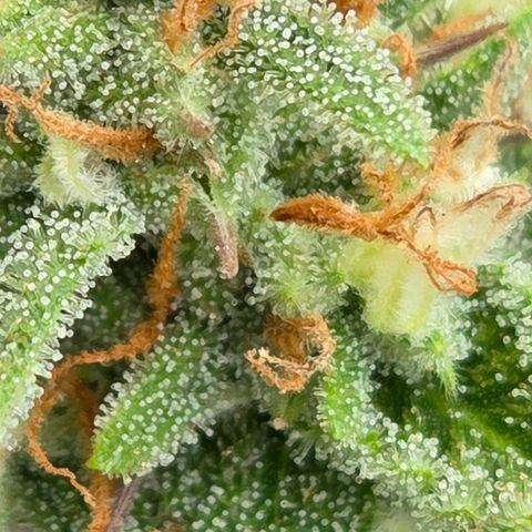 Amnesia S growlog timeline photo