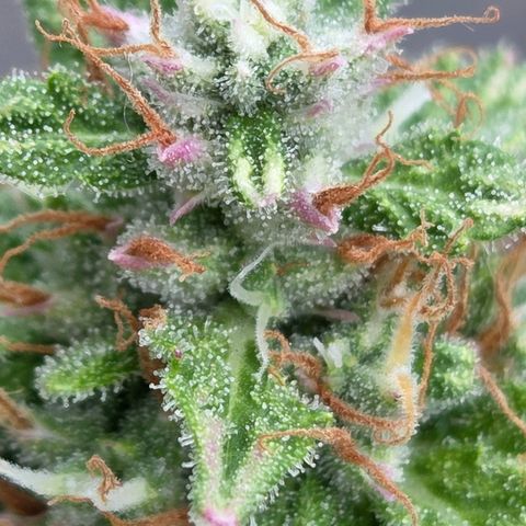 Torti growlog timeline photo