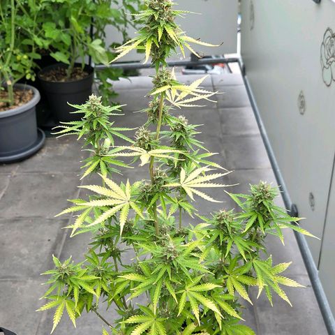 Torti growlog timeline photo