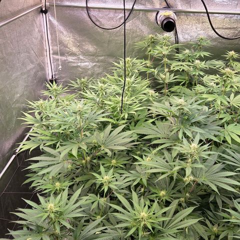 Kalini growlog timeline photo