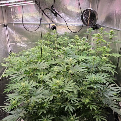 Kalini growlog timeline photo
