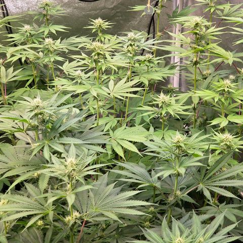 Kalini growlog timeline photo