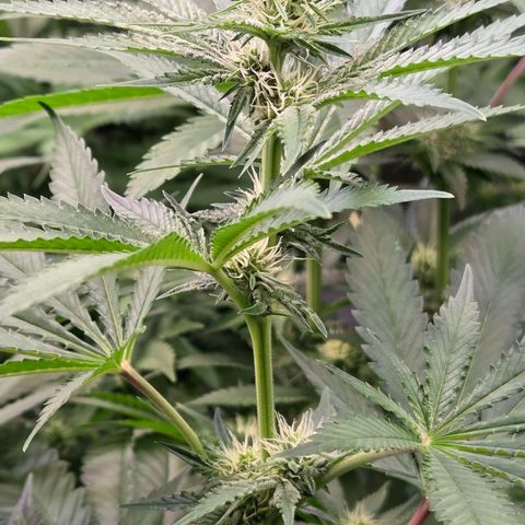 Diesel growlog timeline photo