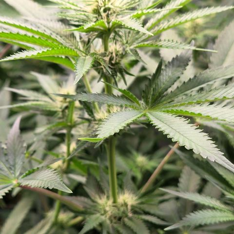 Diesel growlog timeline photo