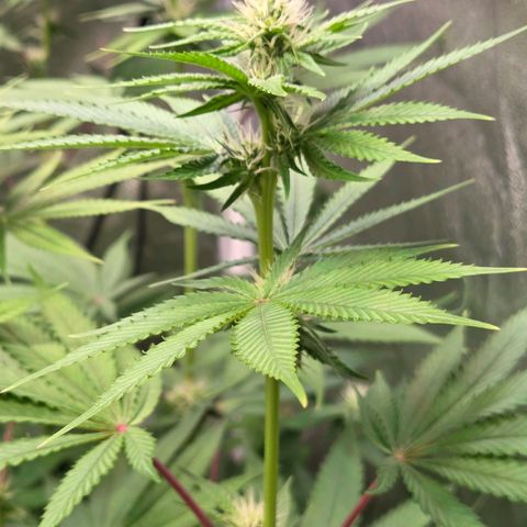 Kalini growlog timeline photo