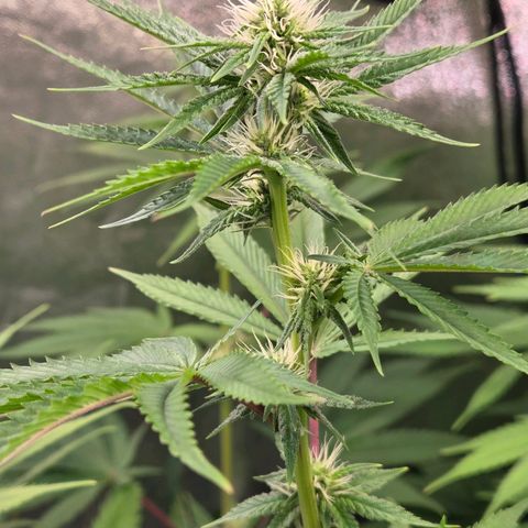 Kalini growlog timeline photo