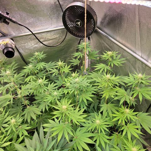 Kalini growlog timeline photo