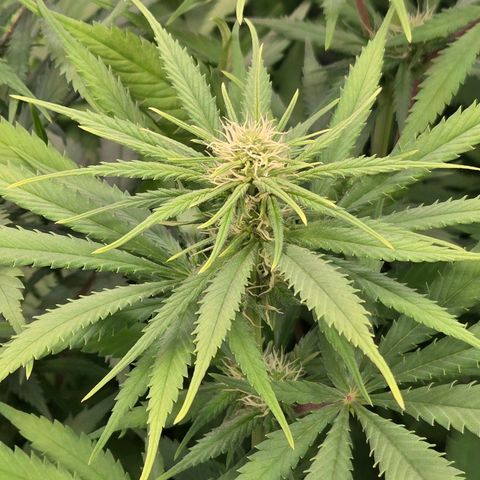 Mexican growlog timeline photo