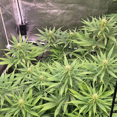 Mexican growlog timeline photo