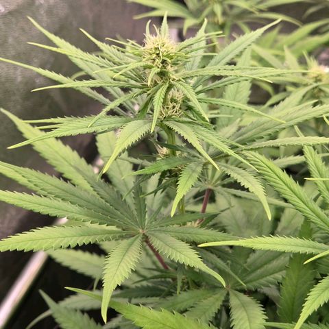 Mexican growlog timeline photo