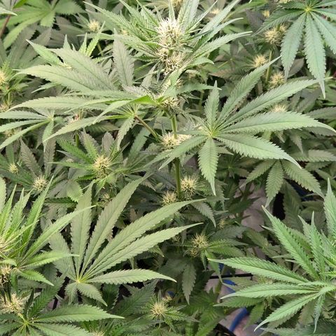 Diesel growlog timeline photo