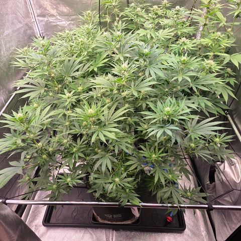 Diesel growlog timeline photo