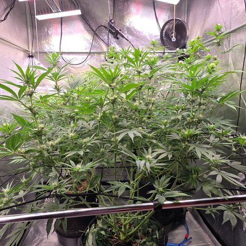 Diesel growlog timeline photo
