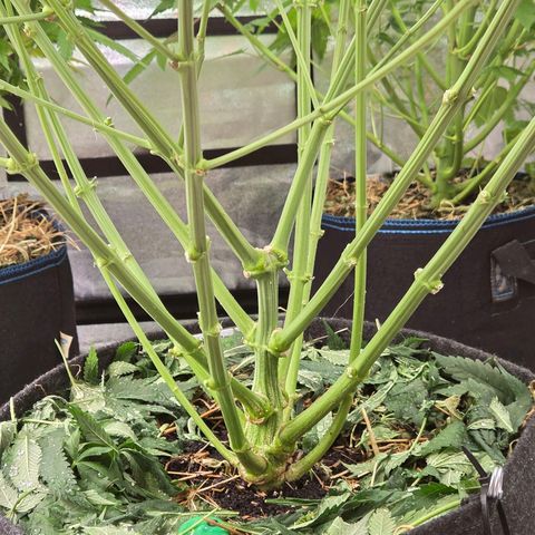 Diesel growlog timeline photo