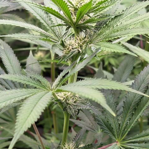 Diesel growlog timeline photo