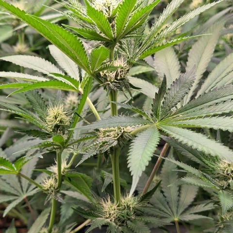 Diesel growlog timeline photo